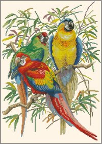 Разноцветные попугаи на ветках в джунглях