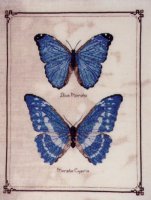 Две синие бабочки