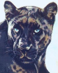 Черный леопард