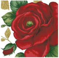 Раскрывающаяся красная роза