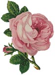 Розовая роза с бутоном