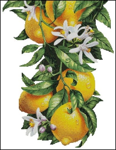 Цветущая лимонная ветвь с плодами