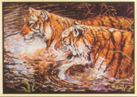 Тигры в воде