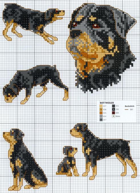 Ротвейлеры в разных вариантах