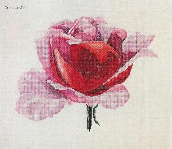 Розовая роза акварельная